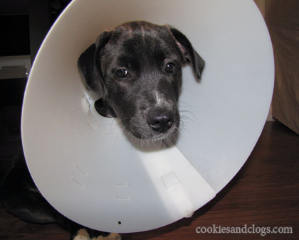cone of shame. The #39;Cone of Shame#39; .