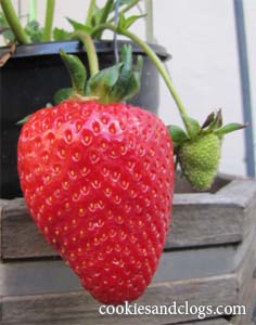 Starting a Garden – Growing Strawberries, Cucumbers & More #gardening #photography