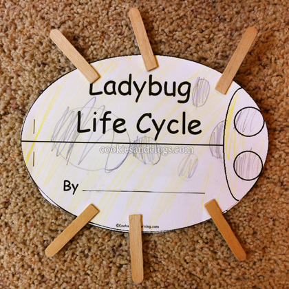 Enchanted learning curriculum resource ladybug life cycle