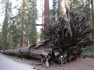 Mariposa Grove in Yosemite National Park