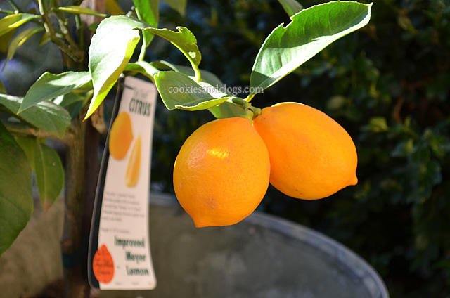 Dwarf Meyer Lemon Citrus Tree