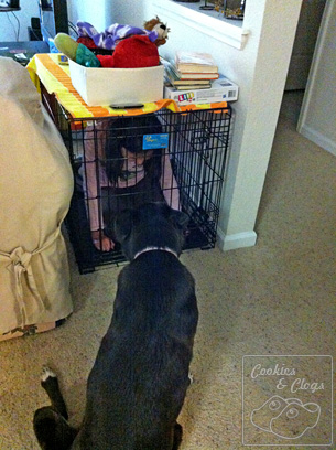 Munchkin locked in Dog Crate