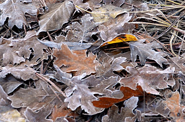 Mirror Lake in Yosemite National Park in Fall/Winter of 2012-2013 Frosted Leaves