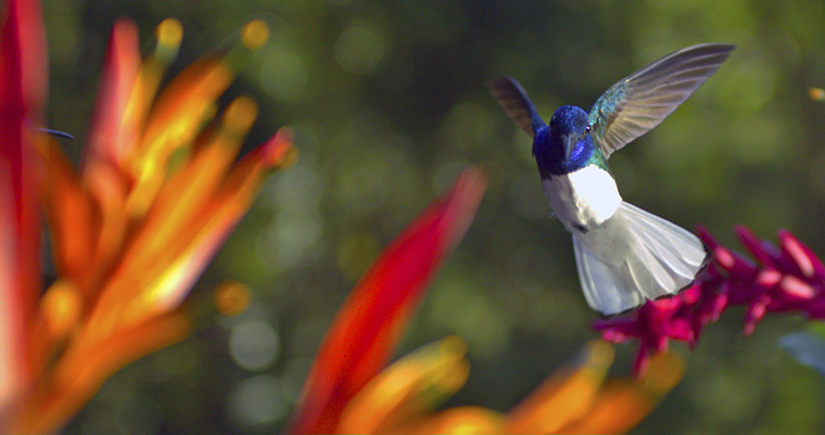 Disneynature Wings of Life Hummingbird