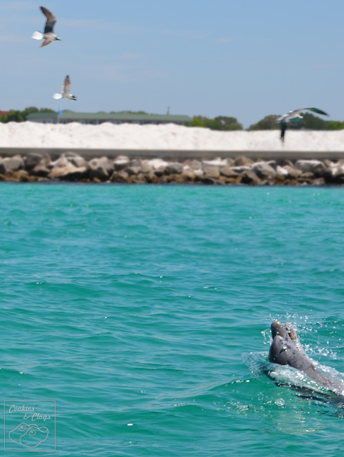 Dolphin and Seagulls Playing Tag in the waters around Destin Florida