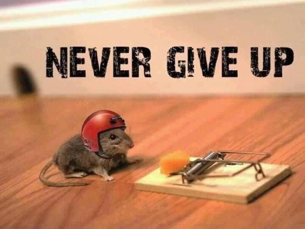 Never give up motivational monday quote with mouse and cheese.
