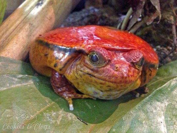Tomato Frog at California Academy of Sciences in San Francisco, CA #photography