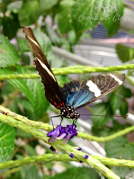 Butterfly at California Academy of Sciences in San Francisco, CA #photography