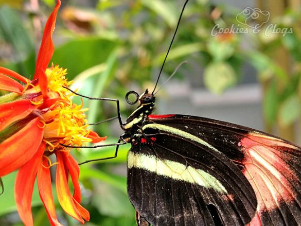 Butterfly at California Academy of Sciences in San Francisco, CA #photography