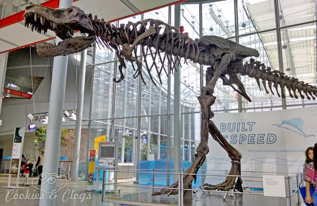 Dinosaur at California Academy of Sciences at Golden Gate Park in San Francisco, CA #SFBay