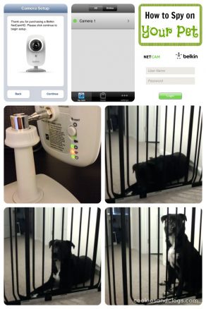 How to Use the Belkin NetCam as Home Spy Gear #tech #dogs