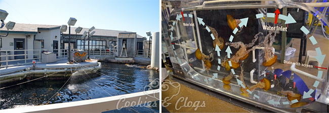 Ford C-MAX Hybrid San Francisco to Carmel Blogger Road Trip #CMaxDrive - Monterey Bay Aquarium