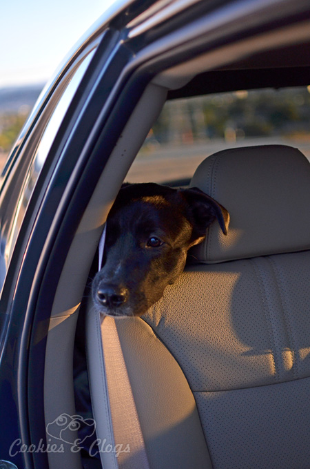 Our sweet dog, Speckles, basking in the light of the sunset in the backseat of a 2014 Kia Sorento Car