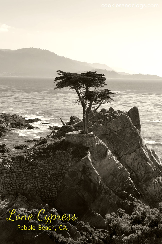 The Lone Cypress Iconic Tree in Pebble Beach, CA off 17-Mile-Drive