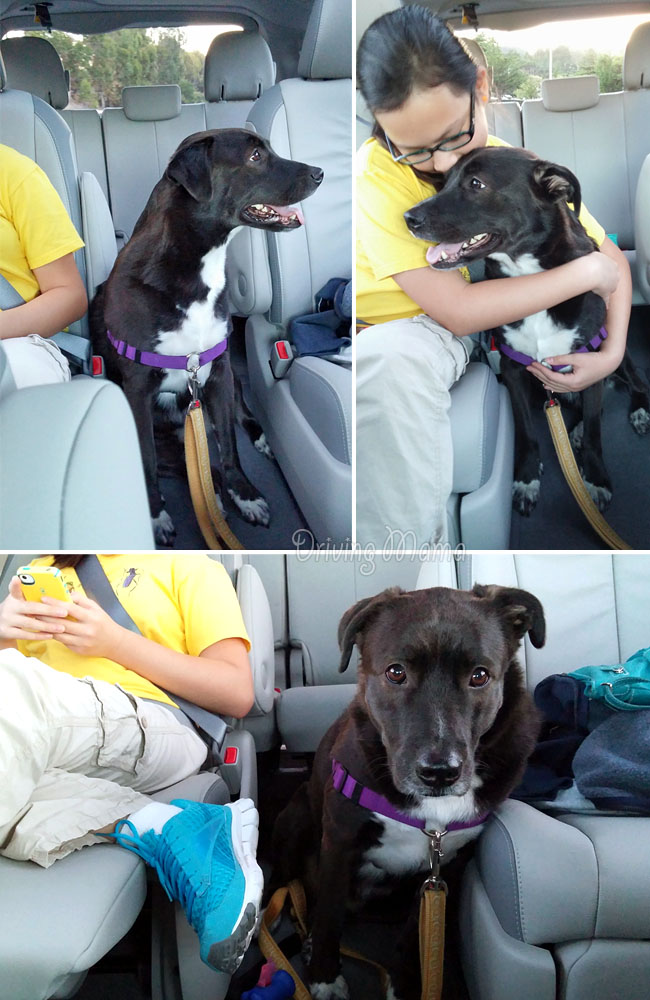 2014 Toyota Sienna Minivan Family Review featuring our dog, Speckles