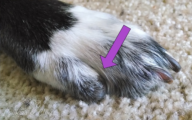 Our experience with ripped off dog nails and profuse bleeding. Speckles, our dog, ripped her nail off completely including the quick. It will not be growing back... #dogs