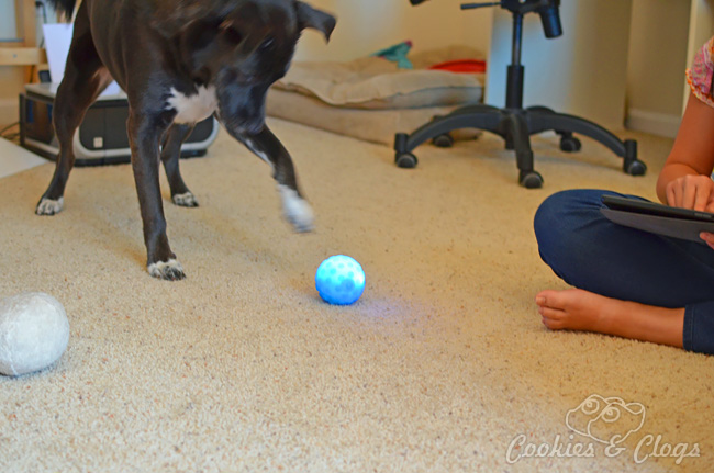 Sphero robotic ball controlled by smartphone or tablet - with Nubby cover to protect it from scratches and dogs / pets