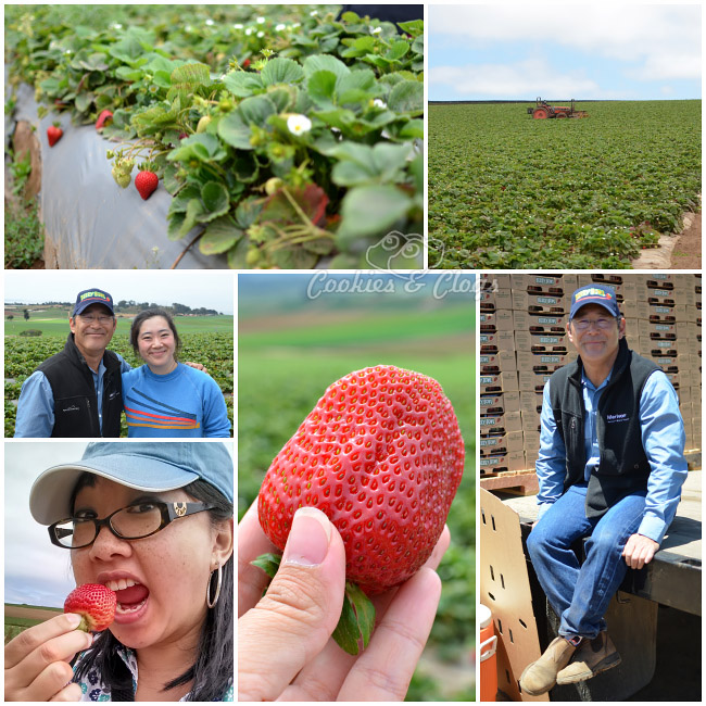 Strawberry fields tour in Watsonville w/ CA Strawberry Commision – Shinta Kawahara Farm with Rod Koda #StrawberryLand #photography