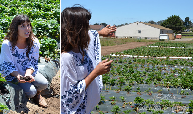 Strawberry fields tour in Watsonville w/ CA Strawberry Commision – Dr. Hillary Q. Thomas, Senior Research Manager #StrawberryLand #photography