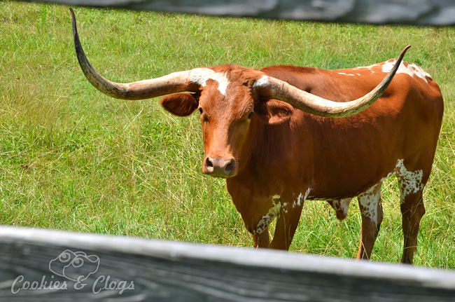 Rural roads in the state of Alabama, just outside Montgomery – Longhorn steer #Travel #Photography