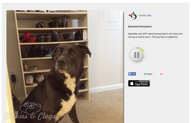 ocialCafe free photo app and social sharing app for audio with photo – Hungry puppy Speckles #dogs #tech