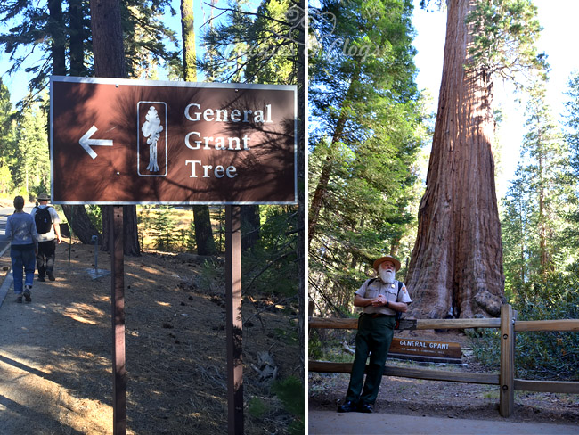 CVS Gold Emblem Abound – General Grant Tree in Kings Canyon Garden Grove #CVSAbound #Snackurday #Travel
