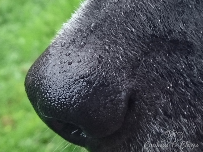 10 Beginning Photography Tips for Kids – Sony Xperia Z3v sample of dog in rain with raindrops on nose, zoom