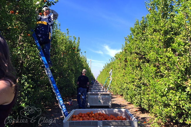 Food | Agriculture | Harvesting Cuties at the Sun Pacific Citrus Farm Tour in Maricopa, California. From here to McDonald’s.
