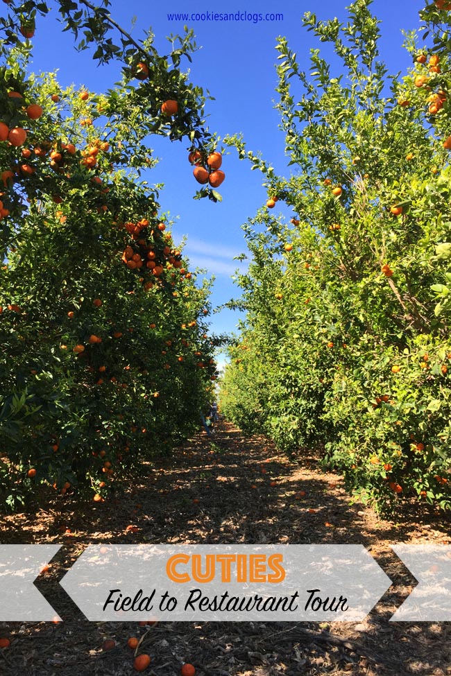 Food | Agriculture | Harvesting Cuties at the Sun Pacific Citrus Farm Tour in Maricopa, California. From here to McDonald’s.