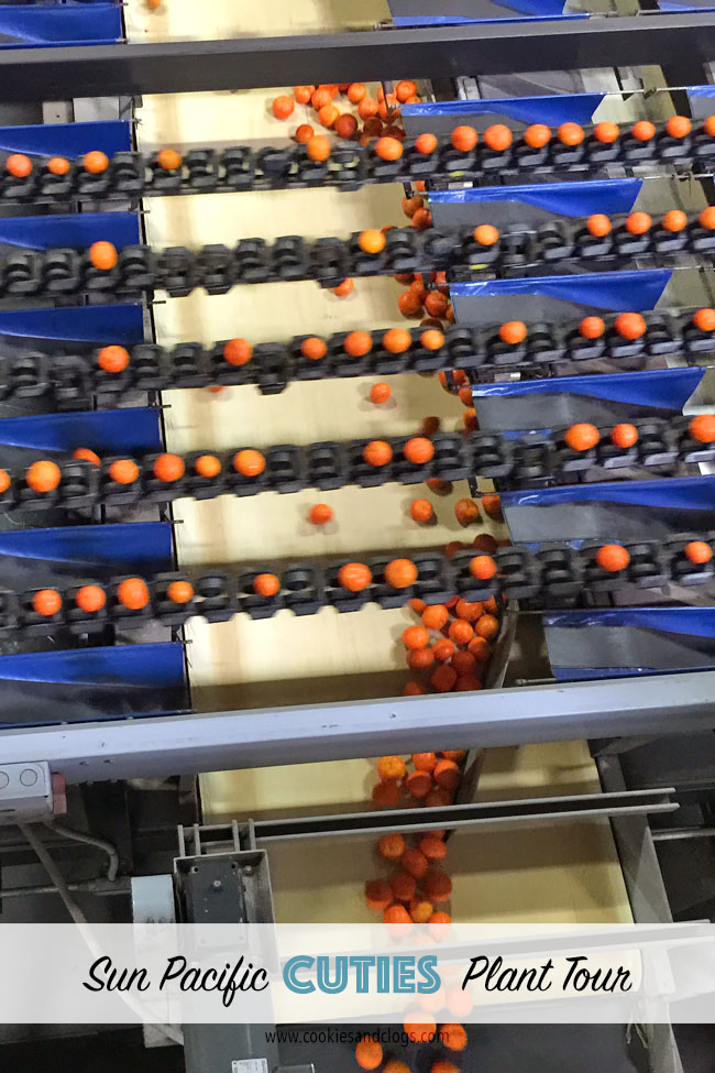 Food | Agriculture | Wonder where that fruit comes from? See a behind-the-scenes look of the Sun Pacific Cuties plant tour of the little Clementines and see how McDonald’s is involved.