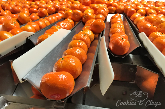 Food | Agriculture | Wonder where that fruit comes from? See a behind-the-scenes look of the Sun Pacific Cuties plant tour of the little Clementines and see how McDonald’s is involved.