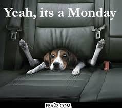 Life Quotes | Motivational Monday | Funny but cute Monday quote feat. adorable puppy in a car seat.