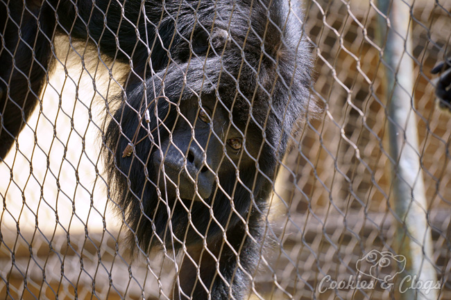 Monkey Kingdom | Nature | Animals | In honor of Disneynature Monkey Kingdom, we visited the Los Angeles Zoo to see black howler monkeys up close. Check out the video here of the hilarious singing Siamang duet!