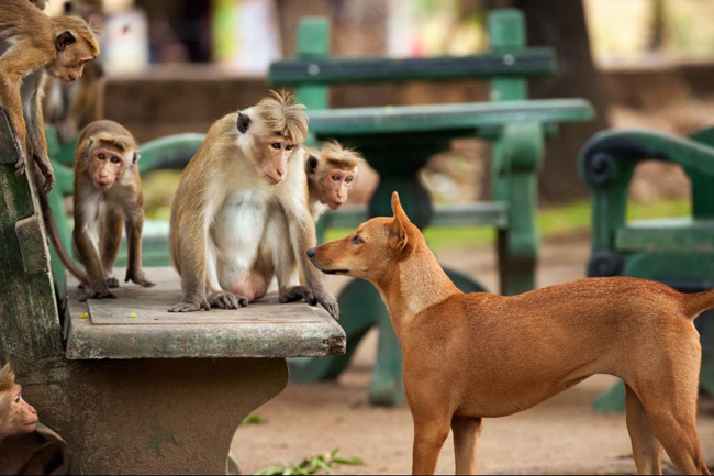 Movies | Disneynature’s Monkey Kingdom is now in theaters. Check out this Monkey Kingdom review to see if it’s right for your family.