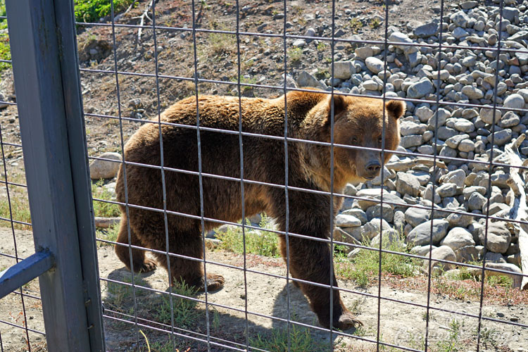 Travel | Cars | To test out the new 2016 Ford Explorer Platinum, I drove from Kamloops to Banff to Calgary in Canada for the Platinum Adventure Tour. Follow #ExploreMore . Grizzly Bear at British Columbia BC Wildlife Park