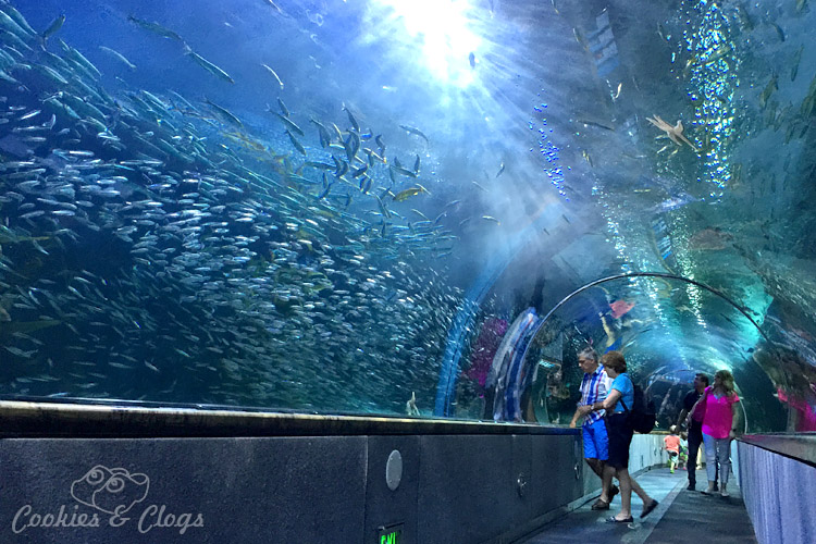 Travel | There are so many things to do with kids (or without) at Pier 39 in San Francisco, CA. Check out the aquarium, RocketBoat, sea lions, and get the Local Advantage discount here.