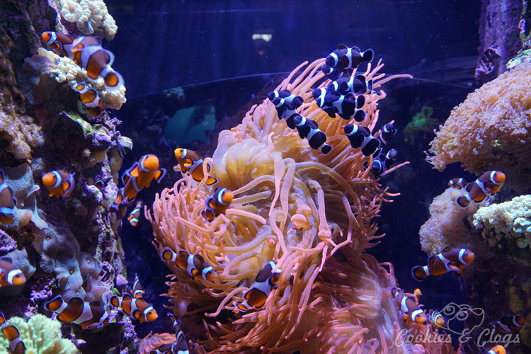 Movies | We went behind-the-scenes to check out Finding Dory at Monterey Bay Aquarium. Find out how the animators drew inspiration from the gorgeous exhibits of fish, animals, and sea life like the kelp forest. Oh, and a bonus photo of the wild sea otter and her newborn pup! Orange clownfish and black clownfish among anemone coral reef.