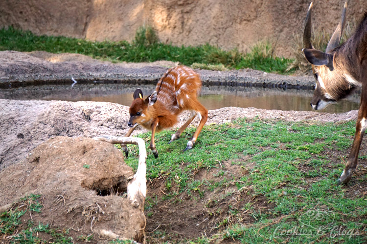 Nature Photography | Our last visit to San Diego Safari Park was amazing. We were able to capture some gorgeous and fun photos as the animals were extra active that day. The highlight was our ride on the Africa Tram tour. Baby antelope