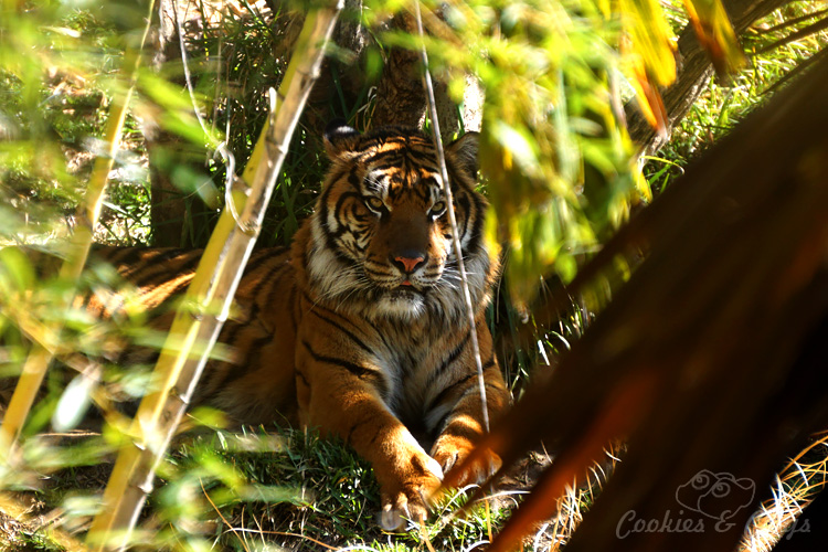 Nature Photography | Our last visit to San Diego Safari Park was amazing. We were able to capture some gorgeous and fun photos as the animals were extra active that day. The highlight was our ride on the Africa Tram tour. Sumatran tiger