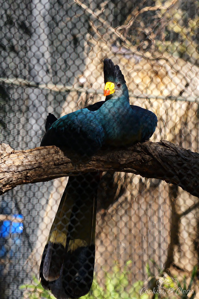 Nature Photography | Our last visit to San Diego Safari Park was amazing. We were able to capture some gorgeous and fun photos as the animals were extra active that day. The highlight was our ride on the Africa Tram tour. Great Blue Turaco