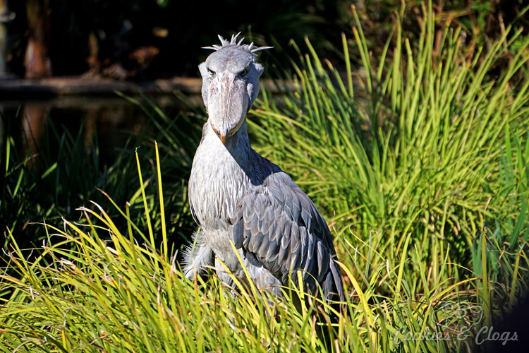 Nature Photography | Our last visit to San Diego Safari Park was amazing. We were able to capture some gorgeous and fun photos as the animals were extra active that day. The highlight was our ride on the Africa Tram tour. Shoebill Stork