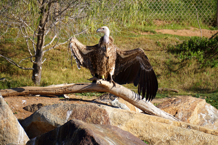 Nature Photography | Our last visit to San Diego Safari Park was amazing. We were able to capture some gorgeous and fun photos as the animals were extra active that day. The highlight was our ride on the Africa Tram tour. Ruepell's vulture