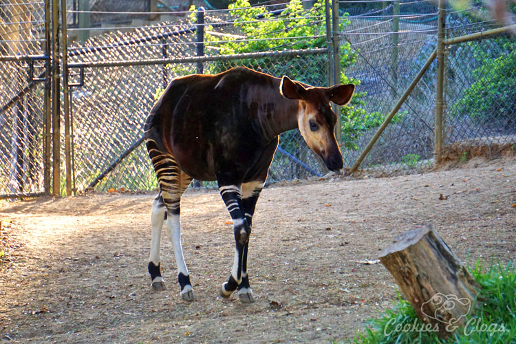 Nature Photography | Our last visit to San Diego Safari Park was amazing. We were able to capture some gorgeous and fun photos as the animals were extra active that day. The highlight was our ride on the Africa Tram tour. Okapi
