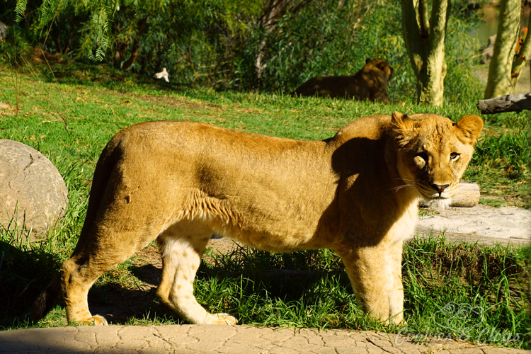 Nature Photography | Our last visit to San Diego Safari Park was amazing. We were able to capture some gorgeous and fun photos as the animals were extra active that day. The highlight was our ride on the Africa Tram tour. Young lion