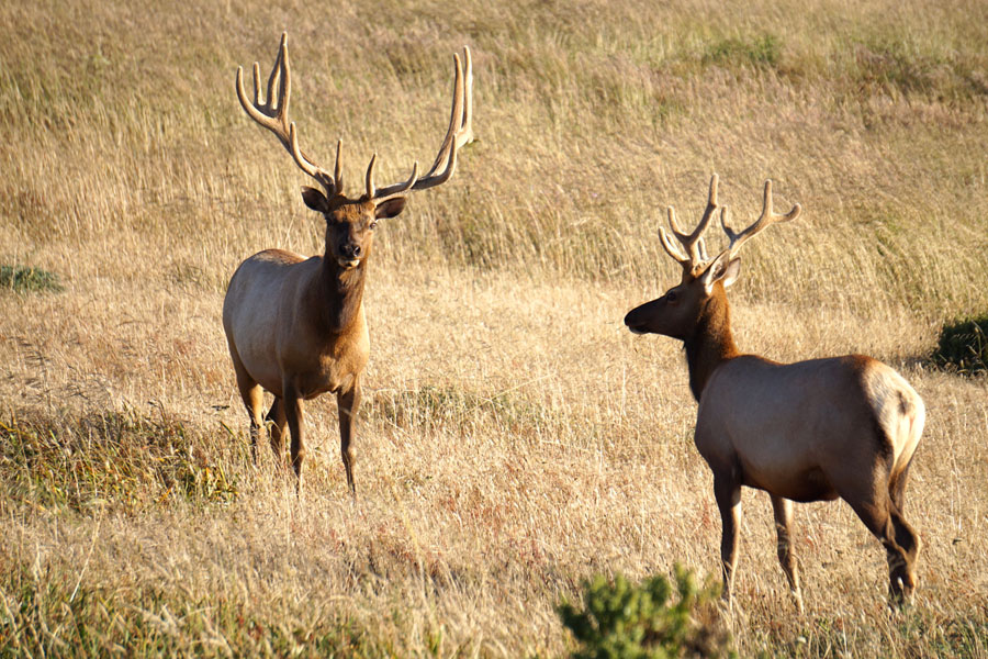 Cookies & Clogs | Travel Tips| When deciding what things to do in San Francisco Bay Area, try these 6 family day trips with kids. Read reasons why you should visit Monterey, Napa, Half Moon Bay, Santa Cruz, and Point Reyes and what to see and do there. Here's wild tule elk at the reserve in Point Reyes, CA.