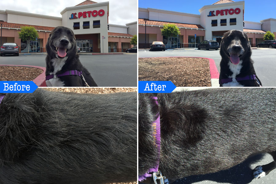 Cookies & Clogs | Dogs | Pets | See how to take the stress out of dog grooming and your next dog bath using Petco Grooming. Before and after photos of the pet bath and dog grooming services