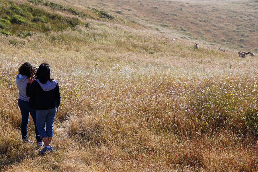 Cookies & Clogs | Want to take a family road trip to Point Reyes National Seashore in Point Reyes, CA? Here are several things to do with the kids including the Point Reyes Lighthouse. See what the climb down is like and if it's worth the trek. Viewing the wild Tule Elk reserve