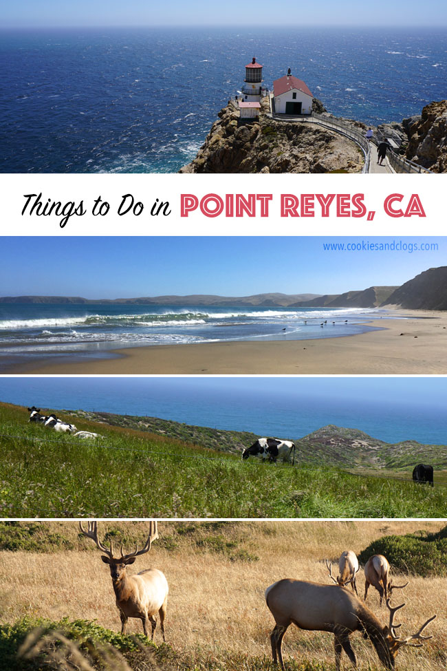 Cookies & Clogs | Want to take a family road trip to Point Reyes National Seashore in Point Reyes, CA? Here are several things to do with the kids including the Point Reyes Lighthouse. See what the climb down is like and if it's worth the trek.