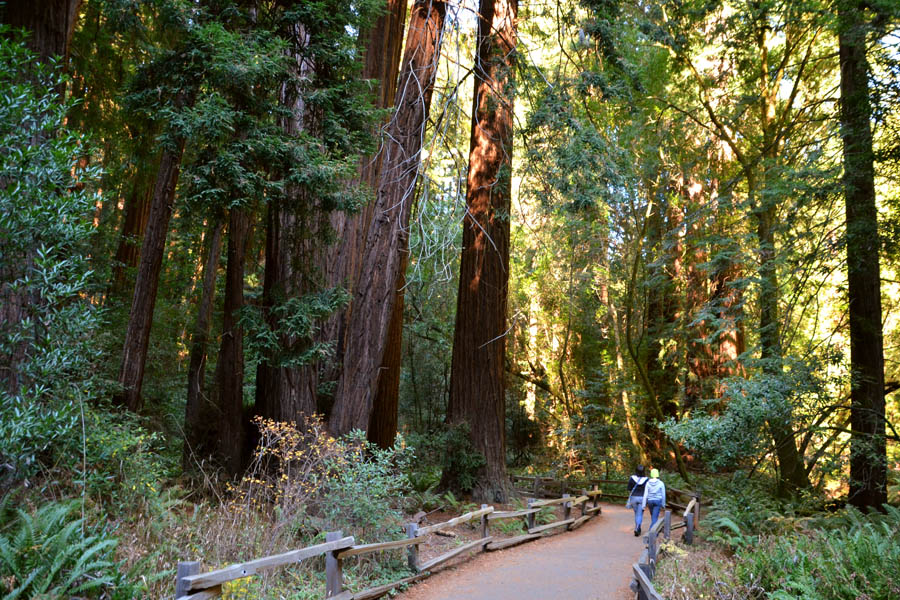 Cookies & Clogs | Travel | Looking for things to do in San Francisco with the family? Try these six day trips to see different parts of the city including Fisherman's Wharf, Chinatown, the Presidio, Muir Woods, and more. Muir Woods