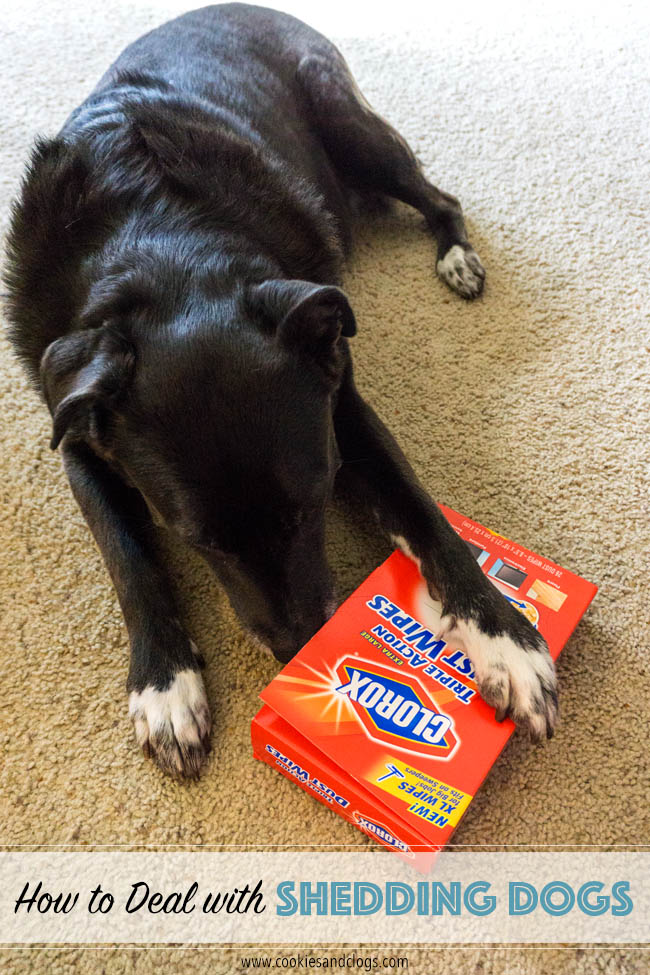 Cookies & Clogs | Pets | It's so nice having a dog but it's not so nice having to deal with stray pet hair everywhere. See how Clorox Dusting Wipes help us with cleanup and dealing with our dog shedding fur.